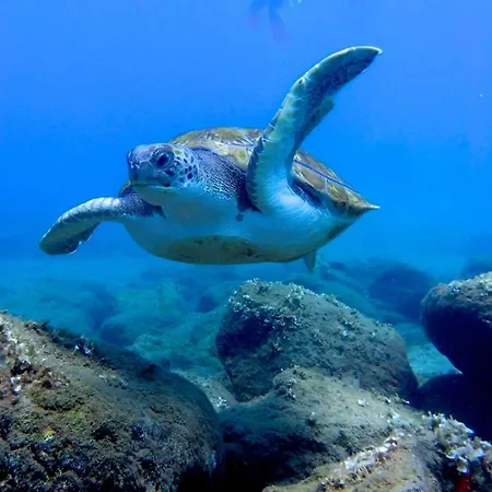 شقة Precioso Atico Vista Teide أرونا